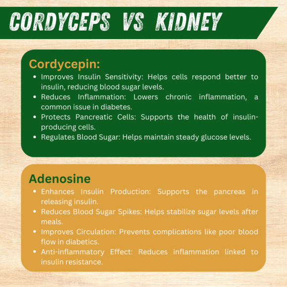 Timo Cordyceps King 50 Capsules